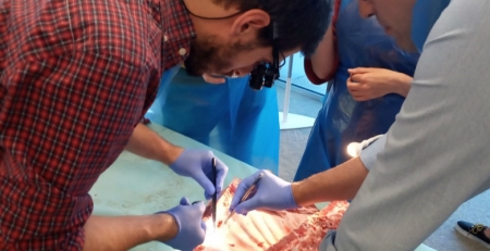 Wet lab de cirurgia coronária: técnicas de revascularização híbrida e minimamente invasiva para internos